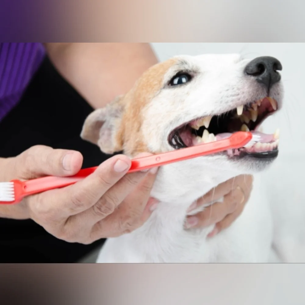 Arm & Hammer 4-Piece Tartar Control Toothpaste and Brush Set Dental Kit for Dogs